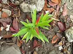 Even as a seedling, younger shoots are red