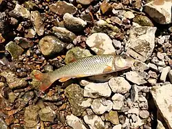 Redtail Chub, 3040 Spring Creek Village Rd, Clarksville, TN 37040, USA imported from iNaturalist photo 225961741.jpg