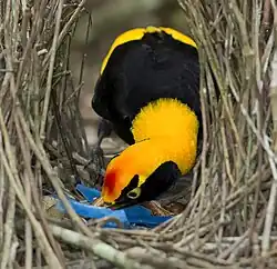 Regent bowerbird arranging bower items