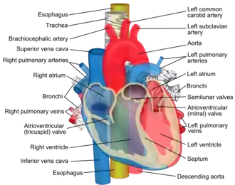 The left and right main bronchi sit behind the heart, shown here.