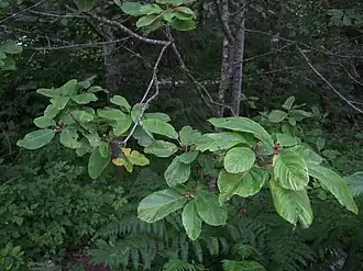 Branch with prominently veined, alternate leaves, reddish twigs, and clusters of flowers at the leaf axils
