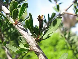 Rhigozum obovatum fascicle on a mature, growing branch, the fascicle in an axil of a leaf, and with a new branch emerging from it.