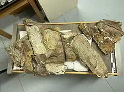 Skull of Rhinorex condrupus from the Neslen Formation of Utah; photo by Nick Longrich