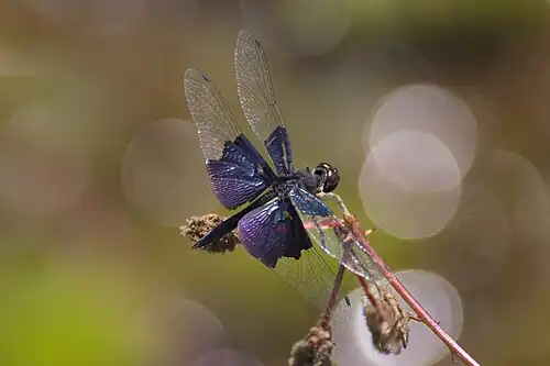 Rhyothemis triangularis male