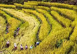 Rice farming is a significant part of the local economy and culture, with traditional practices deeply rooted in the community