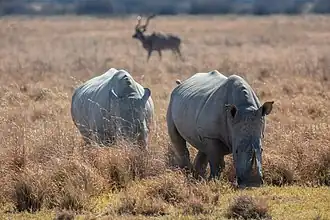 Two rhinos grazing
