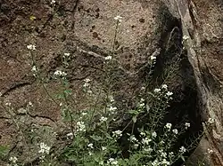 Many small, white flowers on long, green stems stand together surrounded by rocks.
