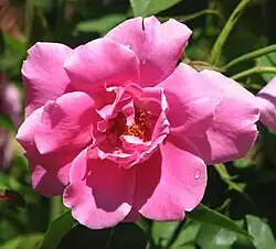 'Mrs Fred Danks' 1951. Well scented 9-cm mauve–lilac–violet flowers on a two-metre bush; very recurrent. Geelong Botanic Gardens.