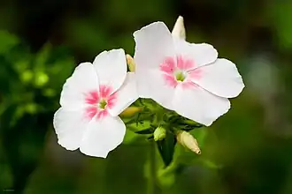 Rose Mallow close-up.