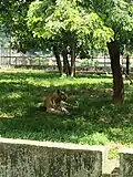 Bengal tiger at Bangladesh National Zoo