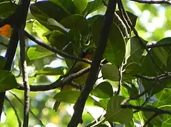 Flame-throated bulbul