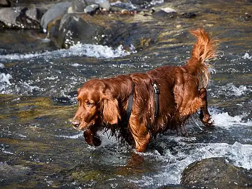 Irish Setter crossing stream in Himalayas