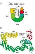 Morgan, David "Protein Degradation in Cell-Cycle Control", The Cell Cycle; Principles of Control 2007