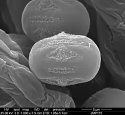 Pollen grain