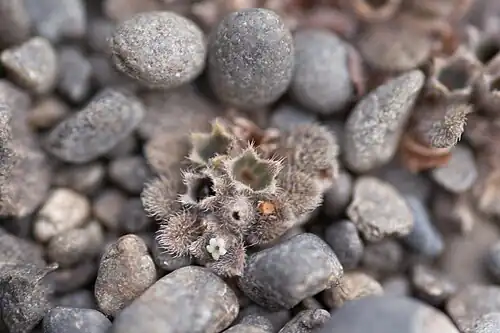 Fruiting and flowering plant