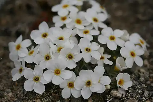 Close-up of flowers