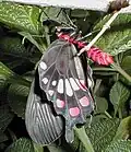 Freshly emerged adult