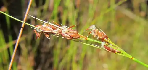 Flowering head with anthers and stigmas