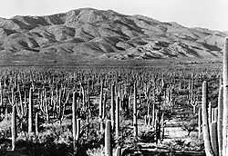 Hundreds of saguaro cacti and many other desert plants grow on a flat plain at the base of an apparently barren mountain.