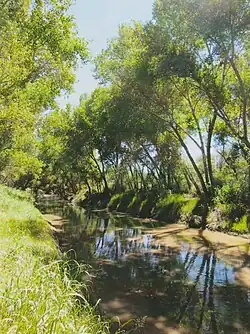 The San Pedro River in Palominas, Arizona, bright green after the summer monsoon.
