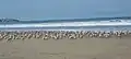 A large flock Sanderlings Running in Lima, Peru