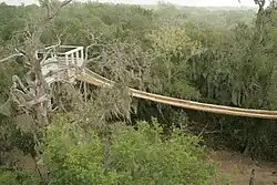 An elevated walk in the canopy at Santa Ana National Wildlife Refuge
