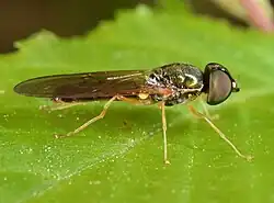 A photo of the ‘Sargus decorus’ fly on a leaf