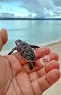 Turtle Conservation