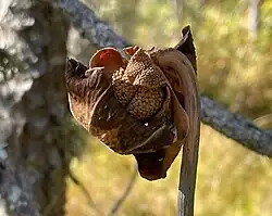 Seed pod