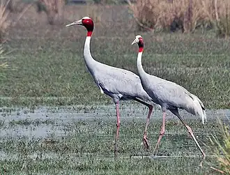 Two slender, grey wading birds with red heads