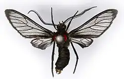 a red and black moth