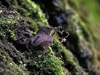 in Kullu - Manali District of Himachal Pradesh, India