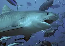 The tiger shark ranks as the second most fatal in unprovoked attacks[12]