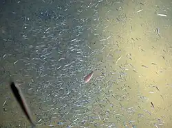 Fish swimming through a hydrothermal plume