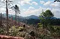 Clearing work in a windthrow area in the Black Forest near Baden-Baden.