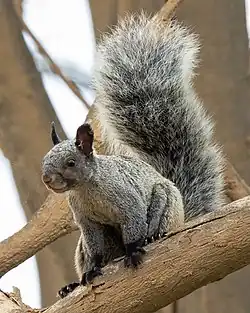 Gray squirrel