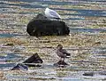 Mallard and Herring Gull at Lunderston Bay