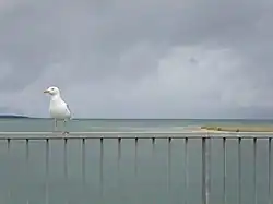 Seagull on Tagish Bridge, 2003