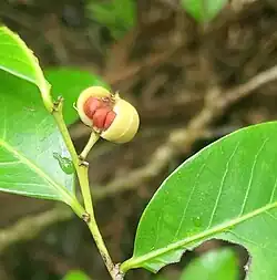 Seeds inside mature fruit. Dededo, Guam.