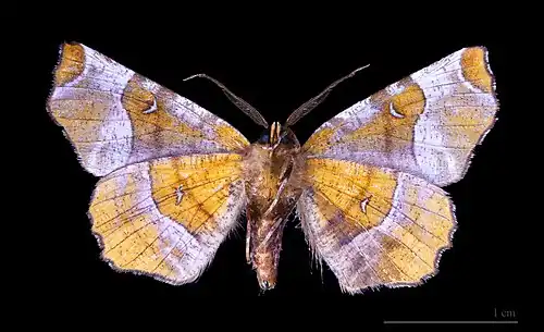 Selenia tetralunaria species from Ennominae