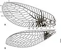 Wing diagrams