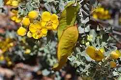 Subsp. helmsii in West MacDonnell National Park