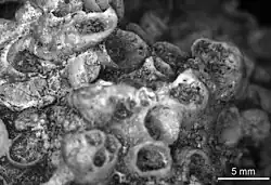 Septalites septatus from the Silurian of Gotland