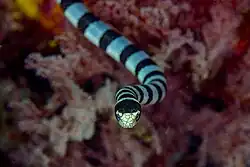 A photo of the head of L. colubrina, showing its characteristic yellow snout