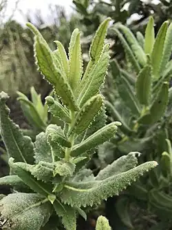 Note the sessile leaves.