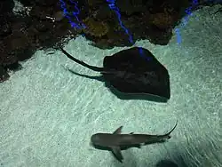 Blacktip Reef with stingrays and Blacktip reef sharks