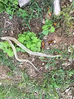 Image 30Shed skin of a snake (from Snake)