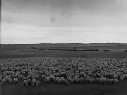 Bungaree with a mob of 1,960 sheep which had just walked to Bungaree from Paralana Station