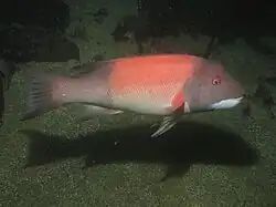 A large fish with a gray head, tail and fins but pink flanks: the eyes are prominent and the chin is white.