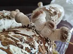 Young shiitake mushrooms on a log